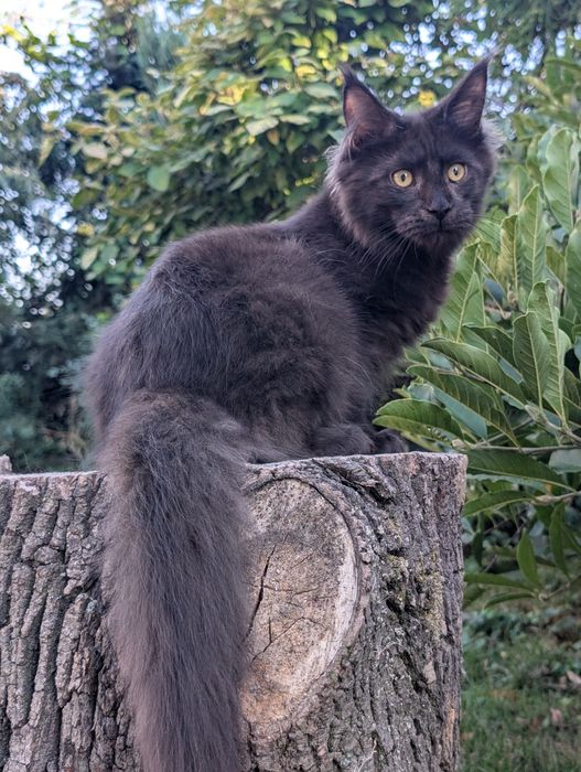 Adopcja płatna Czarny kocurek Iwo Maine Coon Zapraszamy