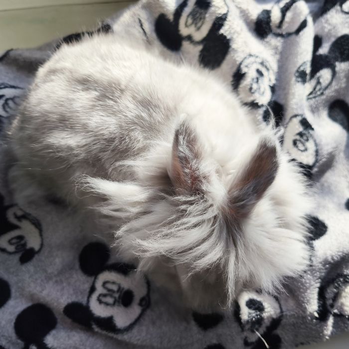 Карликовий кролик (хлопчик)