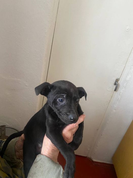 Цуценята (1 хлопчик і 2 дівчинки) 1,5 місяці