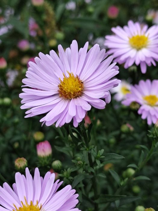 Astry marcinki dwa kolory