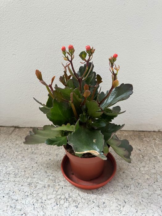 Planta kalanchoe com botões