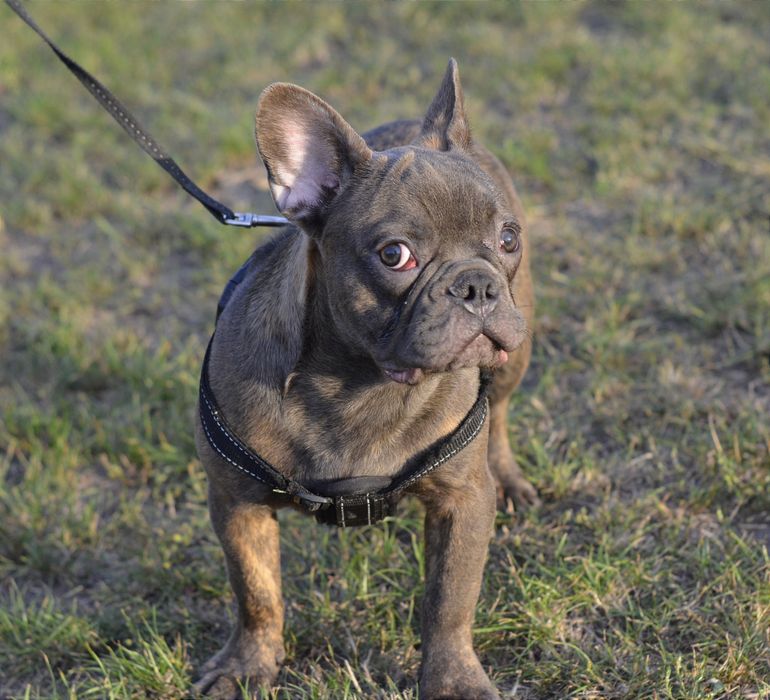 Блакитний хлопець