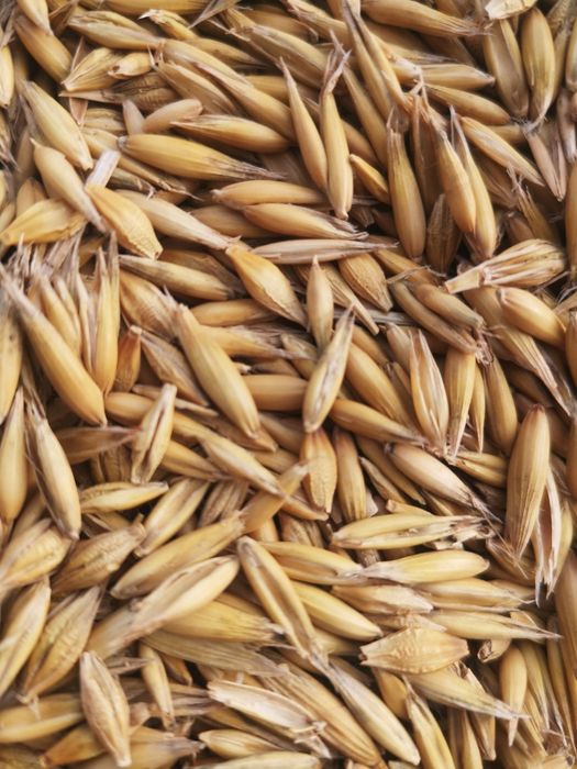 Sprzedam owies bingo