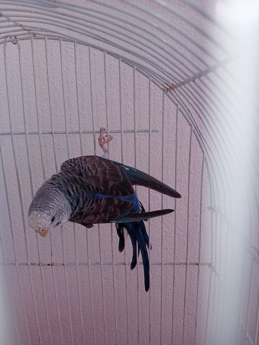 Para ceder  aves