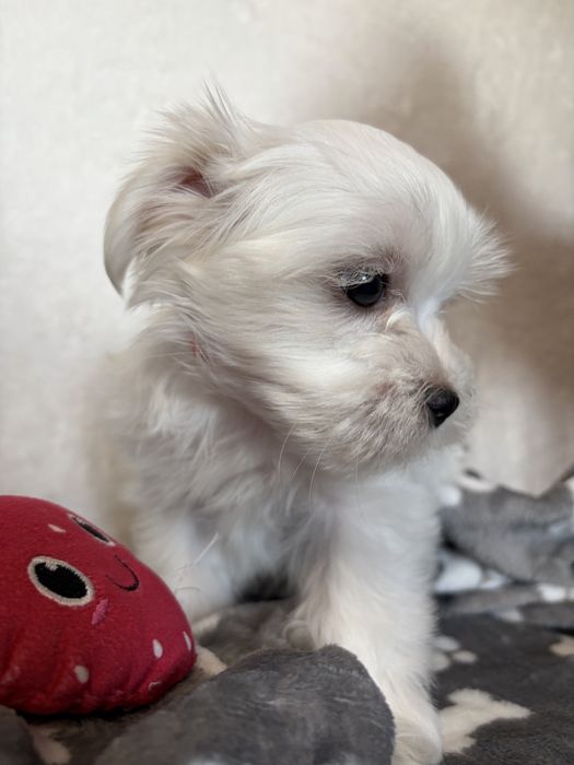 Szczeniak Maltańczyk Freddie