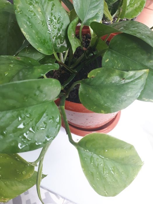 Ліана Сциндапсус або Епіпремнум