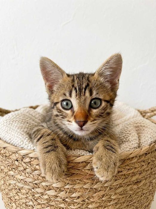 Setúbal e arredores / Margem Sul — DANILO, gatinho para adoção