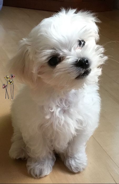 Красиві дітки дизайнерської породи мальтіпу