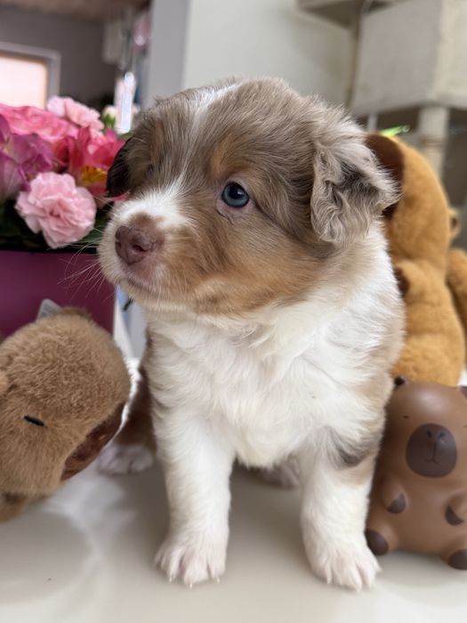 Міні ауссі ( Мініатюрна Американська вівчарка)