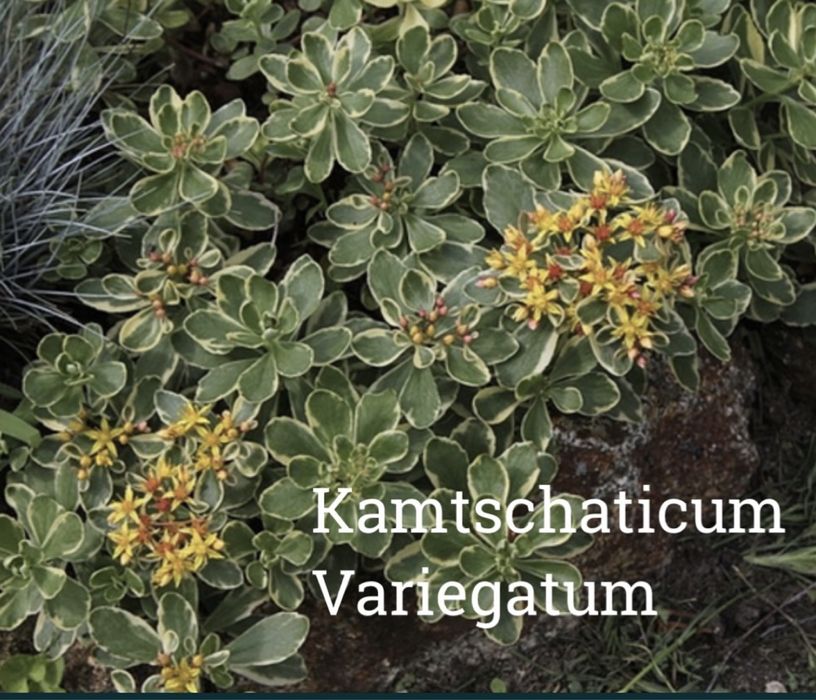 Очиток firecracker,angelina,medindorfa,variegata,lime zinger,ewersi