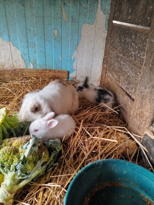 Coelhos de estimação