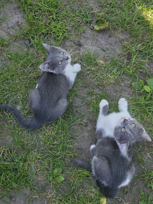 Кошенята шукають домівку