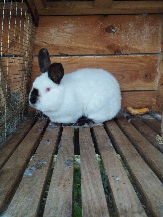 Продаж каліфорнія