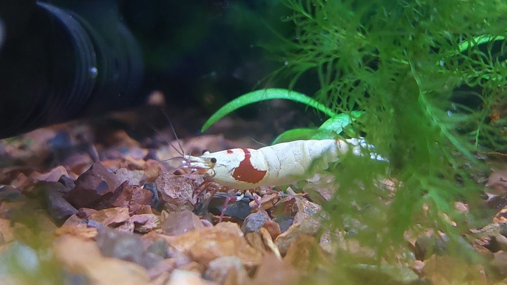 Camarões ornamentais Caridina Cantonensis Crystal Red Shrimp