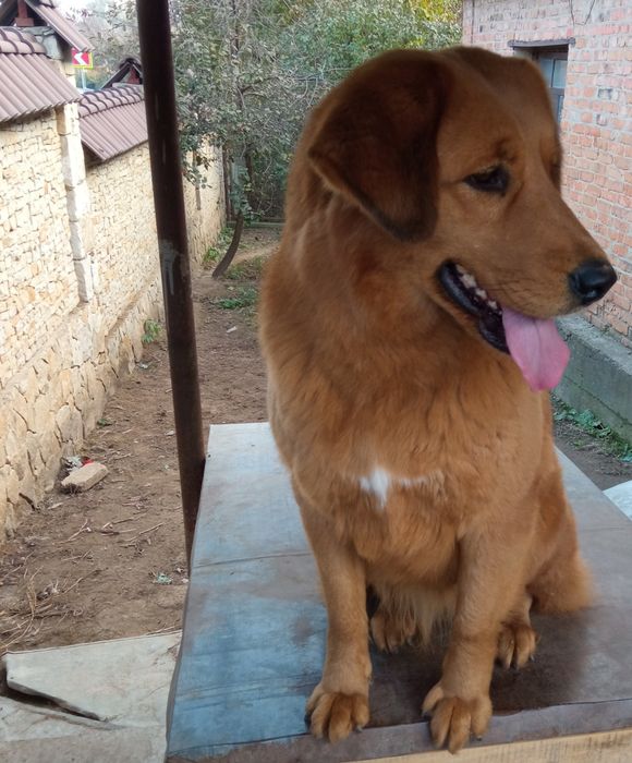 Банхар(монгольська вівчарка)