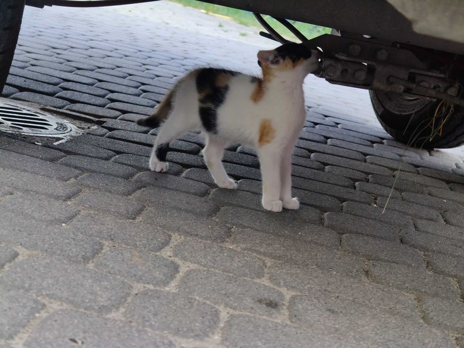 Odam dwie śliczne kotki