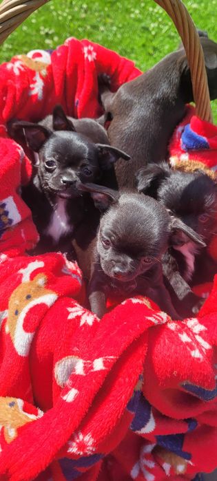 Chihuahua szczeniaki