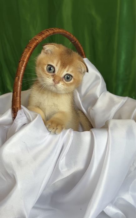 Хлопчики висловушки дуже милі кошенята!