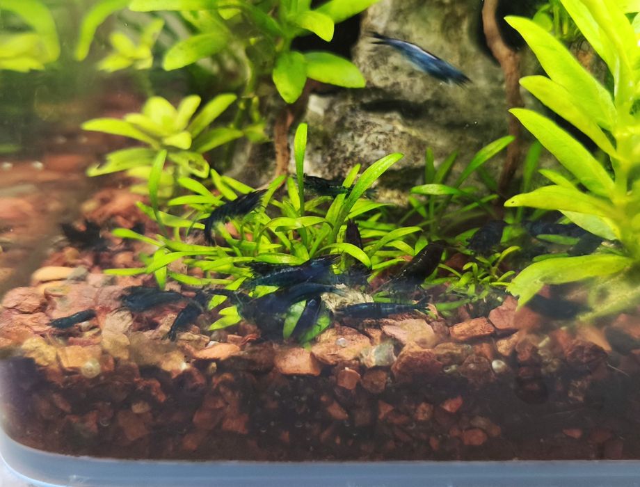 Camarões Neocaridina Blue Dream