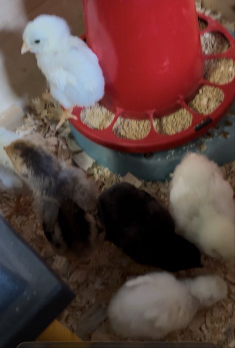 Pintos Araucana e Leghorn