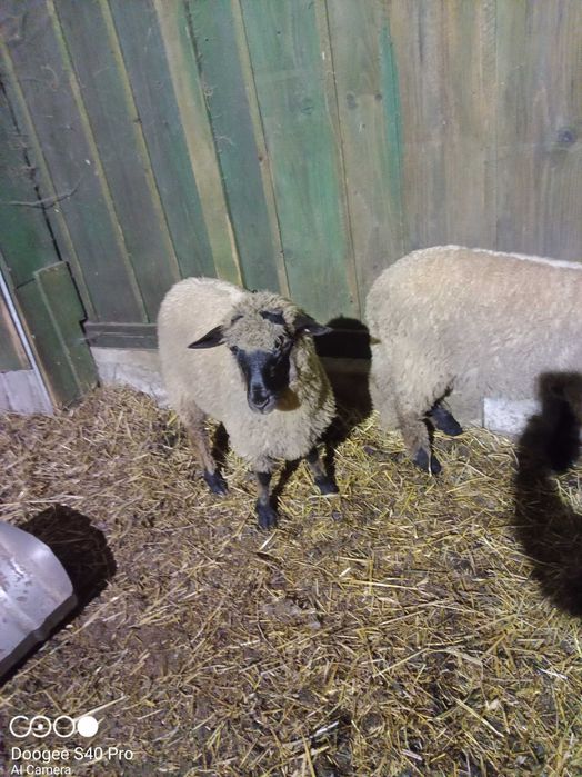 Baran Czarnogłówka