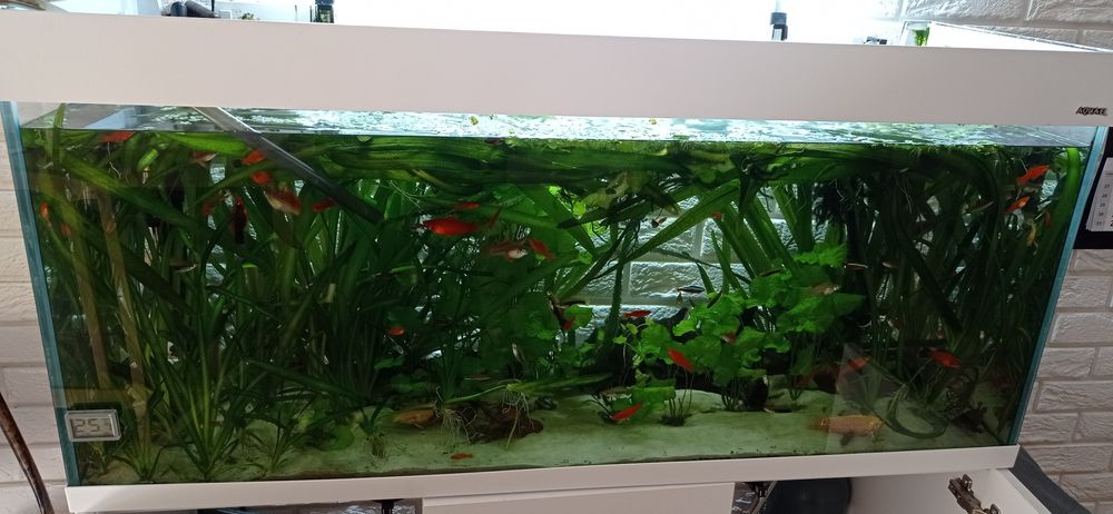 Akwarium proste firmy Aquael 240 l