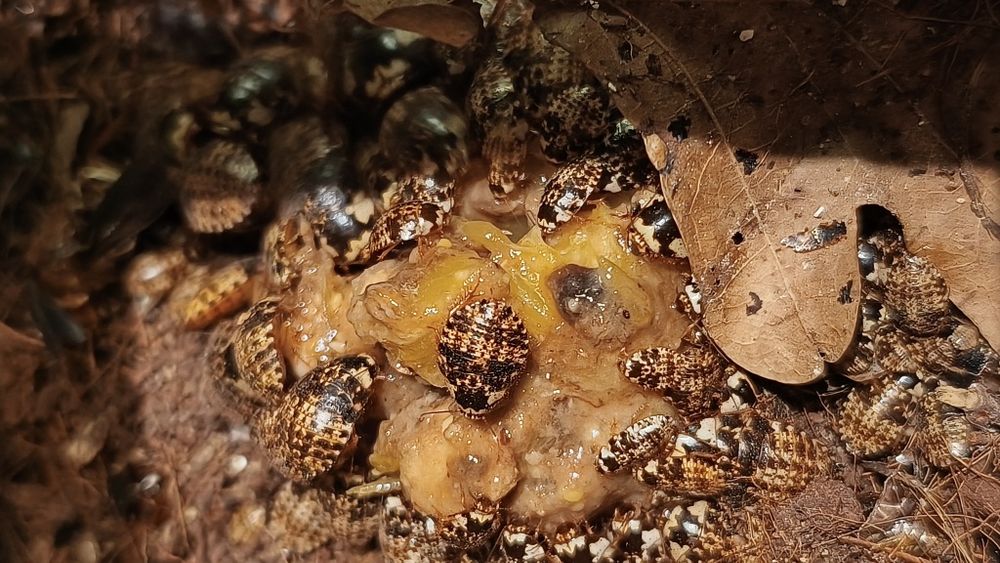 Gyna caffrorum/lurida - karaczany