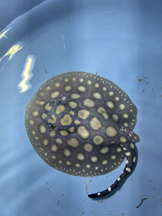 Potamotrygon black diamond płaszczka