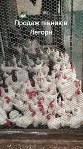 Курка несучка легорн 12міс