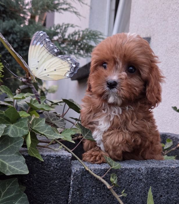 Cavapoo Samczyk hybryda ras