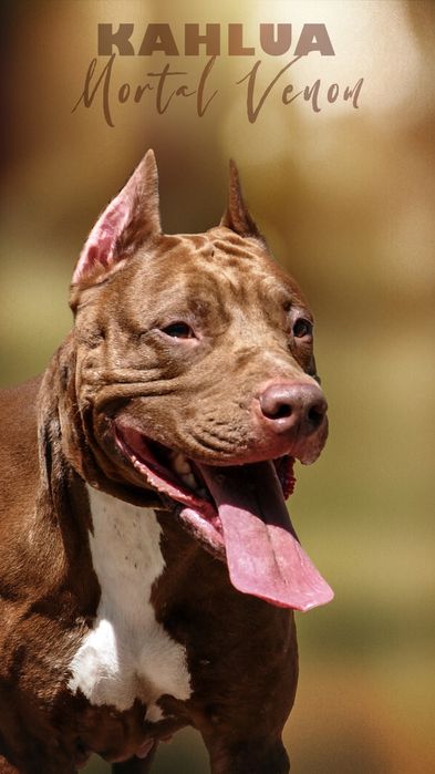 ТОП!!  Цуценя американського пітбультерєра, пітбуль, пит