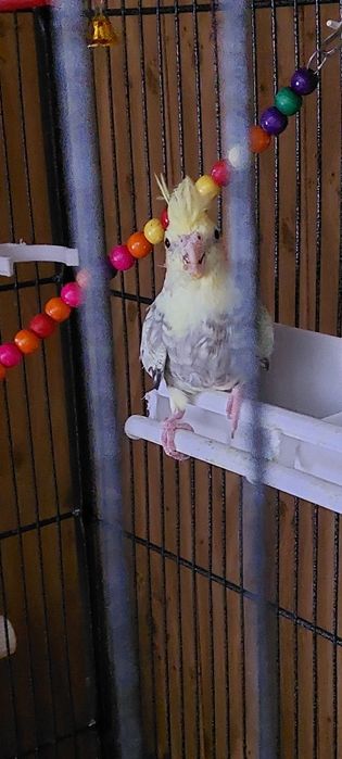 Papuzka nimfa zapraszam.