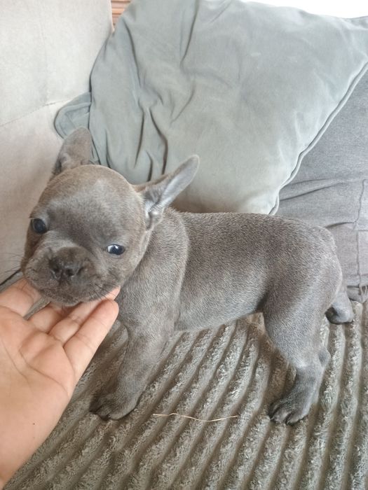 Buldog francuski dziewczynka