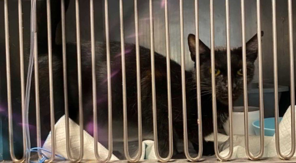Słodka i delikatna Eklerka do adopcji
