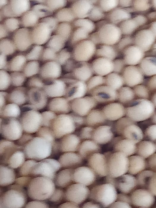 продам насіневу сою під раундап