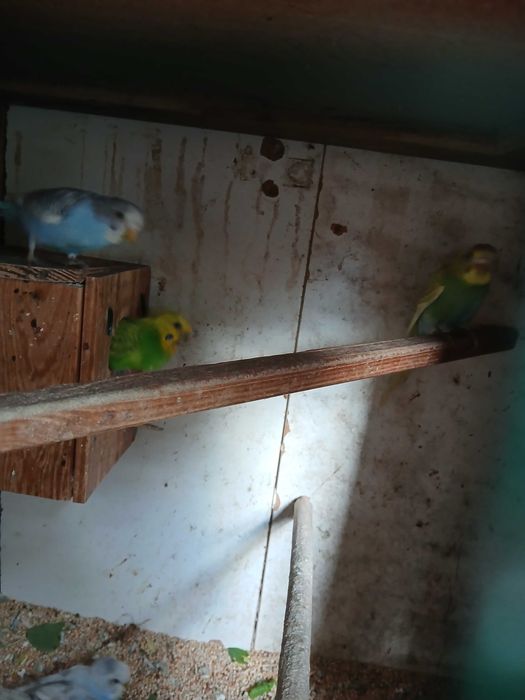 Vendo piriquitos australianos aves 2025