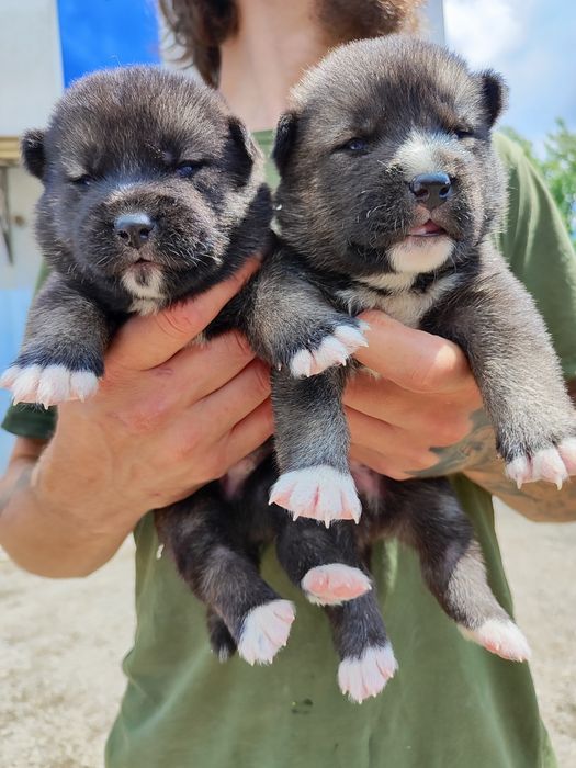 Американська акіта