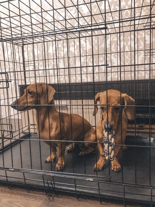 Клетка, клітка для собак, транспортний бокс, переноска