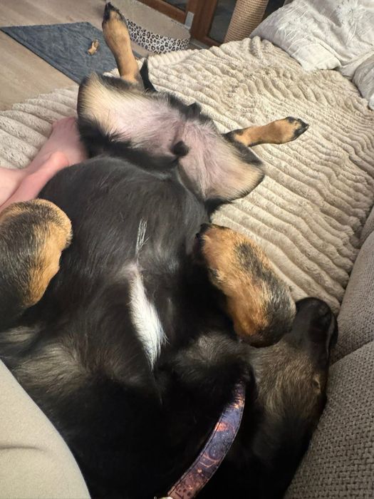 Enzo - 5 miesiecy do adopcji