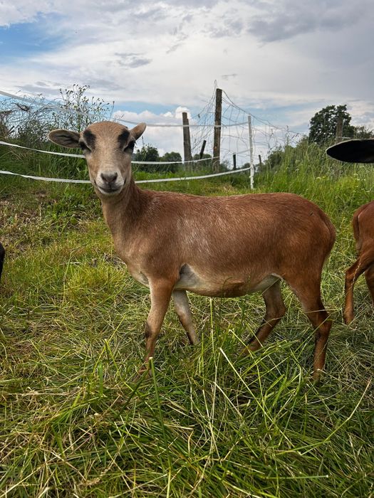 Do sprzedania mlode kamerunki. Dwie owieczki i baranek.