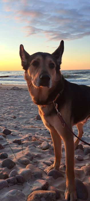 Spragniony miłości Fokus szuka domu po śmierci właścicieli.