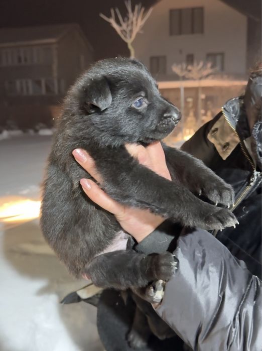 цуценя німецька вівчарка