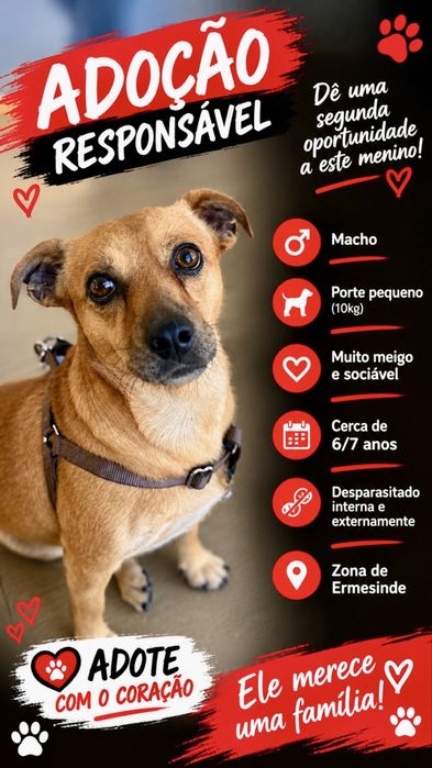 Buddy para adoção responsável