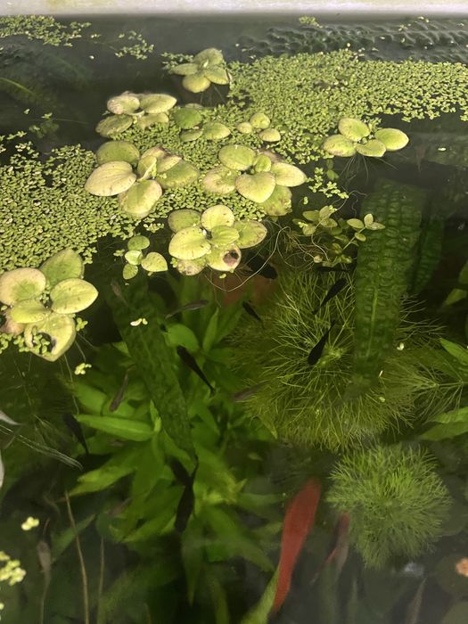 Лімнобіум (Limnobium laevigatum)