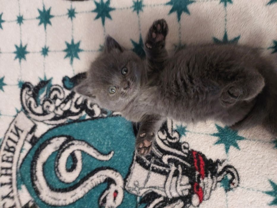 Кошенята шукають дім.