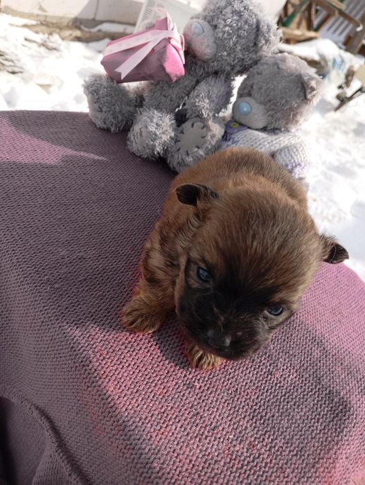 Хлопчик пікінессс