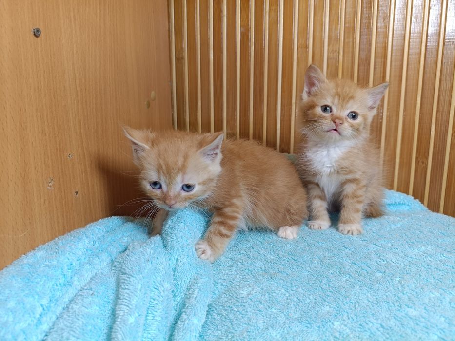 Шотландские вислоухие котята золотая шиншилла