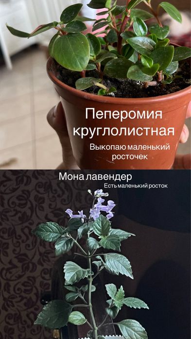 Обмен комнатных растений