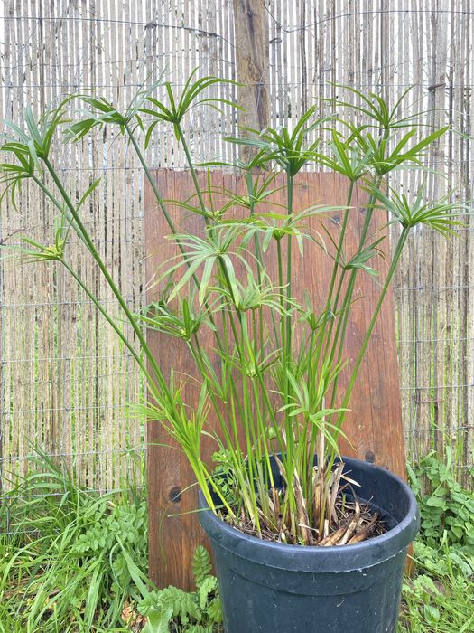 Papiro (Cyperus alternifolius)
