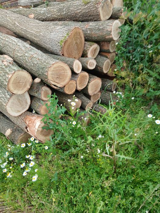 Słupki pale dębowe